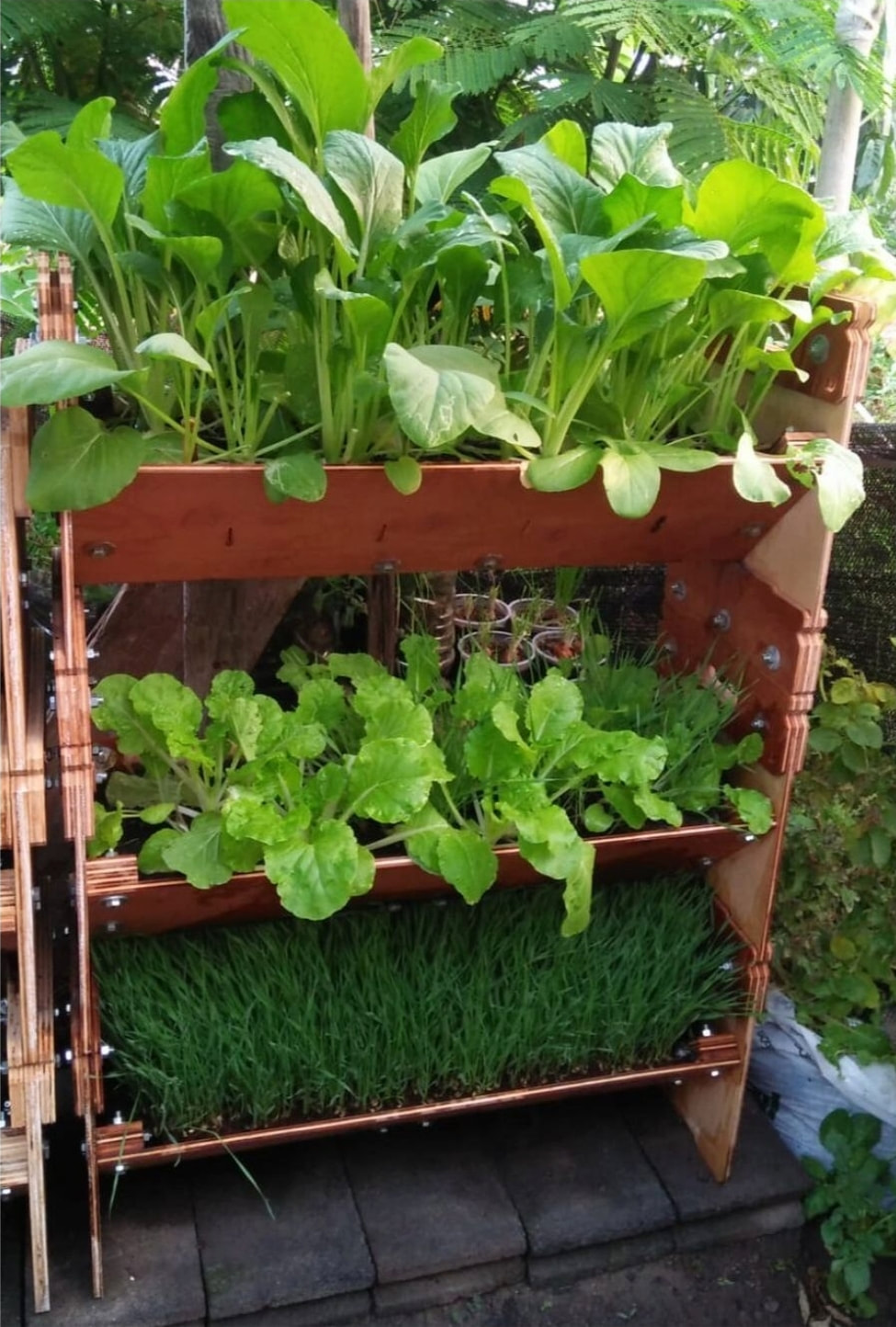 Growing plants